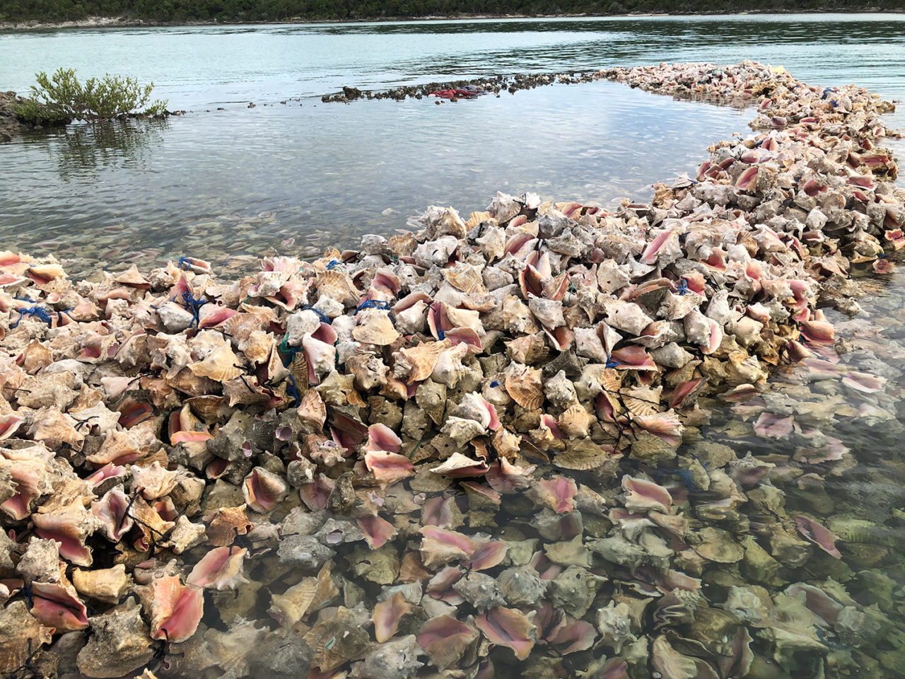 Aquaculture aids the restoration of iconic Caribbean shellfish queen